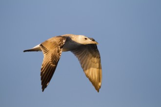 Caspian Gull (Larus cachinnans) flying, Baden-Wuerttemberg, Germany, Europe