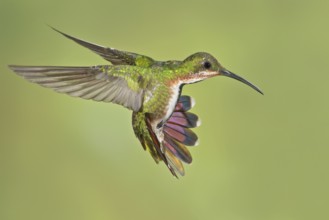 Green-breasted Mango (Anthracothorax prevostii) flying and feeding at a flower in Costa Rica