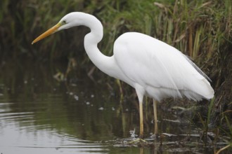 Great Egret (Ardea alba), Netherlands