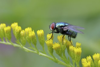 Golden fly (Lucilia caesar) on a yellow flower of the Solidago canadensis (Solidago canadensis),