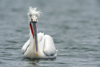 Dalmatian Pelican (Pelecanus crispus), Lake Kerkini, Greece, Europe