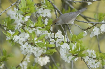 Eurasian Blackcap (Sylvia atricapilla) female, Saxony, Germany, Europe
