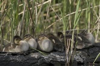 Mallard (Anas platyrhynchos) juvenile, Saxony, Germany, Europe
