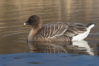 Pink-footed Goose (Anser brachyrhynchus), Schleswig-Holstein, Germany, Europe