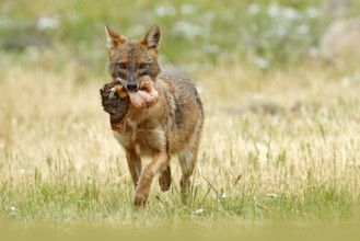 Golden jackal, Canis aureus, feeding scene with meadow, Madzharovo, Eastern Rhodopes, Bulgaria.