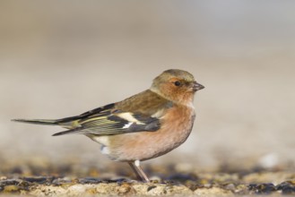 Chaffinch - Buchfink - Fringilla coelebs ssp. coelebs, Germany, adult male, Europe