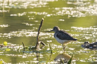 Greenshank (Tringa nebularia), water, backlight, Lower Austria