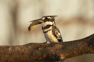 Pied Kingfisher (Ceryle rudis) with fish prey in its beak, Lake Baringo, Kenya, Africa