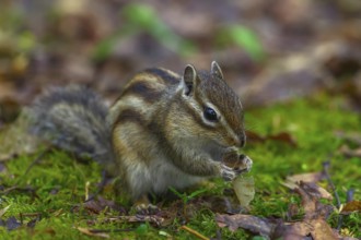 Siberian chipmunk (Eutamias sibiricus) in a forest in Tilburg Noord Brabant in the Netherlands