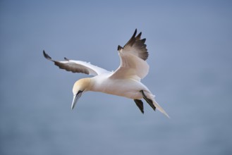 Northern gannet (Morus bassanus) flying over the sea, wildlife, Helgoland, Germany, Europe