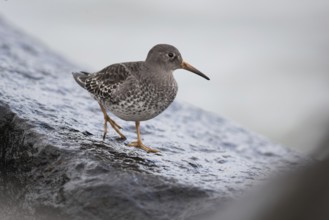 Purple Sandpiper (Calidris maritima), Mecklenburg-Western Pomerania, Germany, Europe