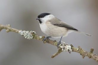 Marsh Tit (Poecile palustris) perched on a branch, Poland, Europe