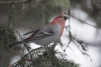 Pine Grosbeak (Pinicola enucleator) male perched on a branch, Wyoming, USA, North America