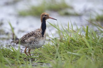 Ruff (Calidris pugnax) in wetland, Lower Saxony, Germany, Europe