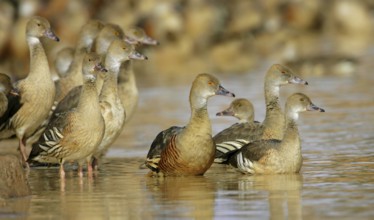 Plumed Whistling Duck (Dendrocygna eytoni), Australia, Oceania