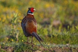 Common Pheasant (Phasianus colchicus) male, North Rhine-Westphalia, Germany, Europe