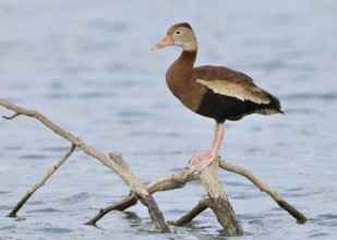 Black-bellied Whistling Duck (Dendrocygna autumnalis), Texas, USA, North America