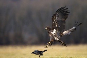 White-tailed Eagle (Haliaeetus albicilla) juvenile, Kutno, Poland, Europe
