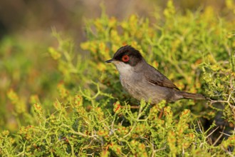 Samtkopf-Grasmücke, Samtkopfgrasmücke, Sardinian Warbler, Sylvia melanocephala, Fauvette