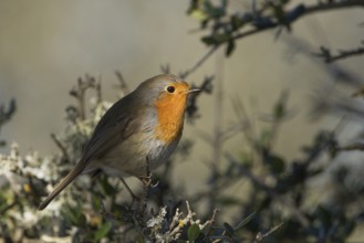 European Robin - Rotkehlchen - Erithacus rubecula ssp. rubecula, Spain, Europe