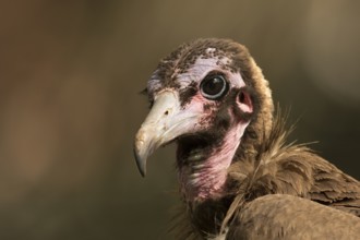 Hooded Vulture (Necrosyrtes monachus) juvenile, Gambia, Africa