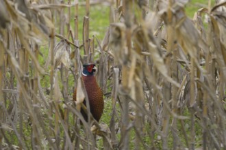 Pheasant (Phasianus colchicus), Lower Austria