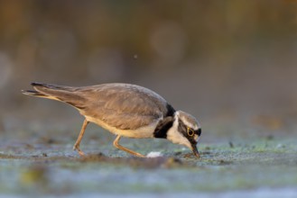 Little Ringed Plover (Charadrius dubius) foraging, North Rhine-Westphalia, Germany, Europe