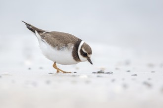 Common Ringed Plover (Charadrius hiaticula) juvenile foraging, Schleswig-Holstein, Germany, Europe