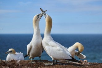 Northern gannet (Morus bassanus) greet each other with their beaks in the colony, at sunset,