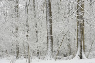 Winter forest after heavy snowfall, North Rhine-Westphalia, Germany, Europe