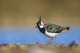 Northern Lapwing (Vanellus vanellus) male, North Rhine-Westphalia, Germany, Europe