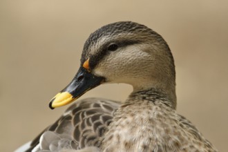 Indian Spot-billed Duck (Anas poecilorhyncha), Hamburg, Germany, Europe