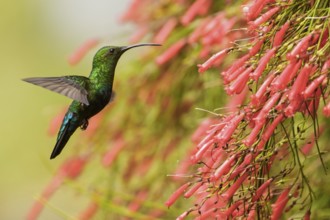 Green-throated Carib (Eulampis holosericeus) flying and feeding at a flower on the Caribbean Island