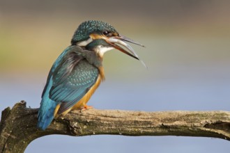 Common Kingfisher (Alcedo atthis) female, Saxony-Anhalt, Germany, Europe