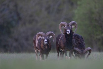 European mouflon (Ovis gmelini musimon, Syn.: Ovis orientalis musimon, Ovis aries musimon),
