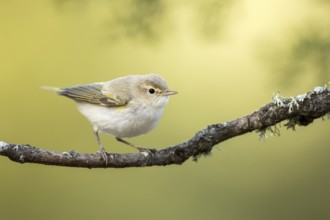 Western Bonelli's Warbler (Phylloscopus bonelli) perched on a branch, Andalusia, Spain, Europe