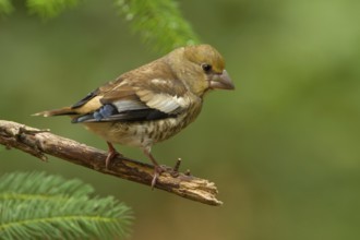 Common Chaffinch (Fringilla coelebs) juvenile, Utrecht, Netherlands
