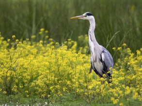 Grey Heron (Ardea cinerea), Mecklenburg-Western Pomerania, Germany, Europe