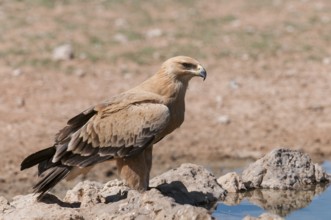 Tawny Eagle (Aquila rapax), Northern Cape, South Africa, Africa