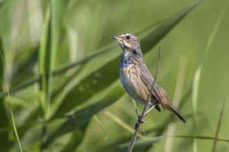 Bluethroat (Luscinia svecica cyanecula) female perched in reedbed, Mecklenburg-Western Pomarania,