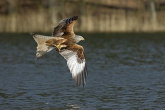 Rotmilan, lat. Milvus milvus, Altvogel im Flug mit gefangenem Fisch über dem Wasser vor dem Seeufer