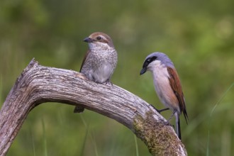 Red-backed Shrike (Lanius collurio) pair, Saxony-Anhalt, Germany, Europe