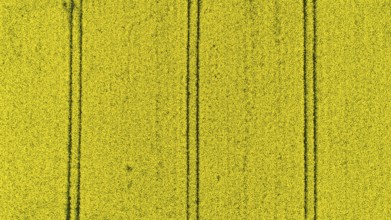 Yellow blooming field of rapeseed (Brassica napus) seen from the air, Mecklenburg-Western