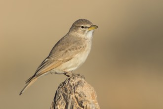 Desert Lark (Ammomanes deserti), Eilat, Israel, Asia