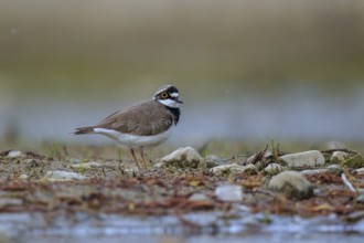 Little Ringed Plover (Charadrius dubius) male, North Rhine-Westphalia, Germany, Europe