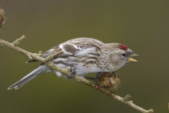 Lesser Redpoll (Acanthis cabaret), Wales, United Kingdom, Europe