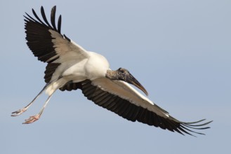 Wood Stork (Mycteria americana) flying, Florida, USA, North America