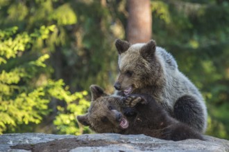 Eurasian Brown Bear (Ursus arctos) two fighting in forest, Finland, Europe