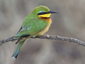 Green Bee-eater (Merops orientalis), Masai Mara, Kenya, Africa