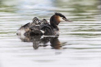 Great Crested Grebe (Podiceps Scalloped ribbonfish) with juveniles, Emsland, Lower Saxony, Germany,